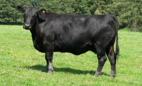 Plemeno Aberdeen angus